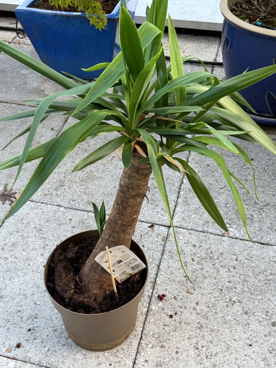 Piante & sementi: Zimmerpflanze Yucca – Usato da Richterswil venduto da Prangins9 3