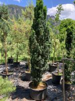 Säuleneibe