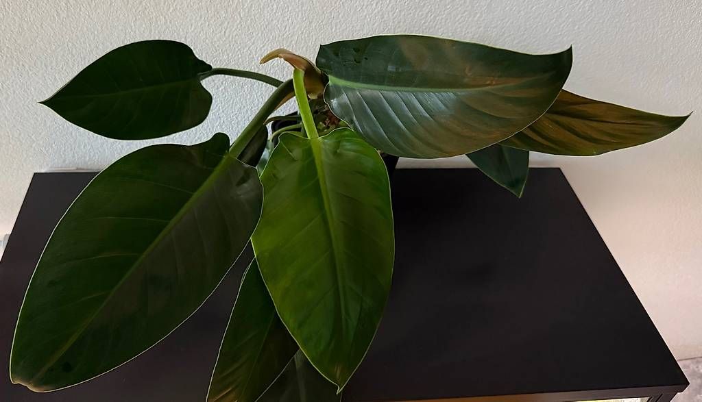 Piante & sementi: Philodendron Green Princess, 90cm, Selbstbewässerer – Usato da Aadorf venduto da Arkabraa 2