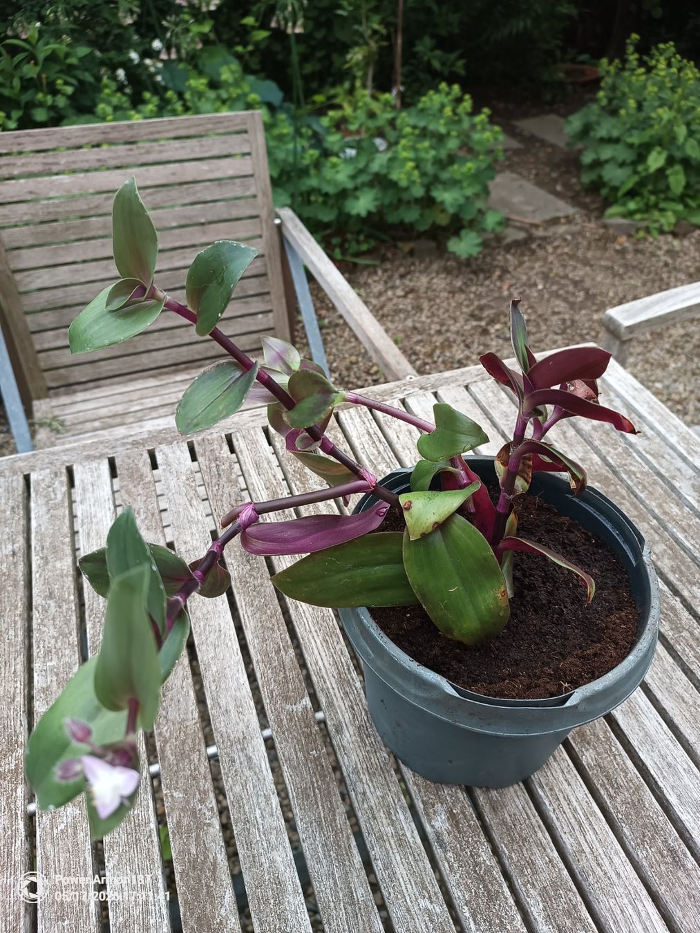 Piante & sementi: Tradescantia fluminensis-Variante – Usato da Winterthur venduto da Kristiinag