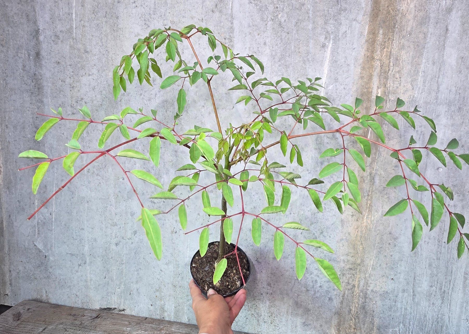 Plantes & graines: Moringa Hidebrantii – D'occasion à St.Erhard par Plumilandschweiz 3