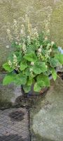 Schaumblüte Tiarella wherryi im Topf blühend guter Zustand
