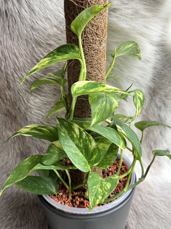 Epipremnum Aureum inkl. rankhilfe (Neu (gemäss Beschreibung)) in ...