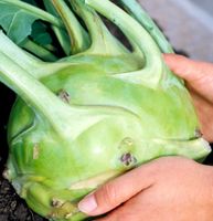 Ab 5.- fr 10 Samen XL RIESEN Kohlrabi 20 graines XL géant