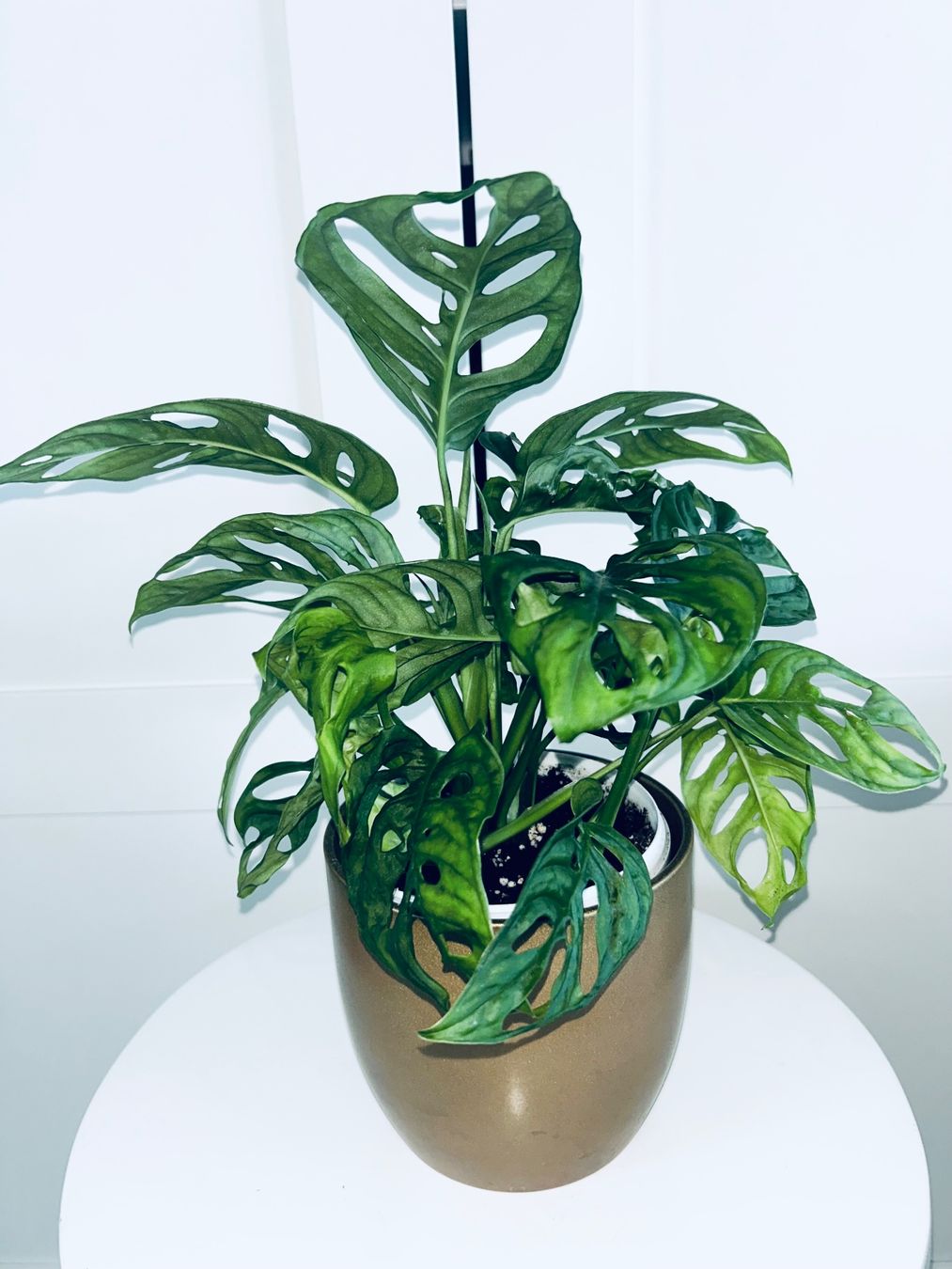 Plantes & graines: Monstera 'Monkey Leaf Monstera adansonii & ceramic cache pot – D'occasion à Kilchberg ZH par malibubeach 2