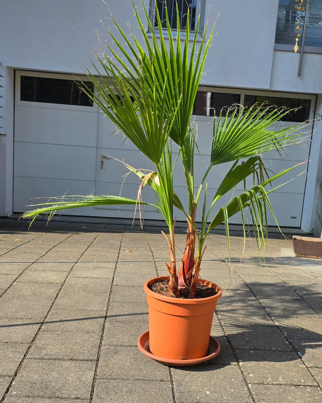 Plantes & graines: Tolle Washington Palme – D'occasion à Aarburg par popkorn65 2