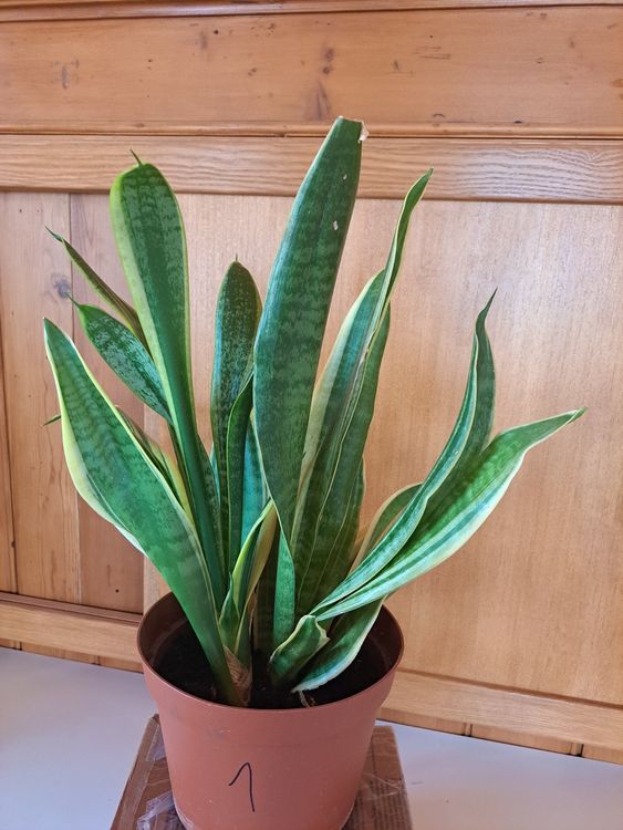 Sansevieria Trifasciata Bogenhanf Kaufen Auf Ricardo 