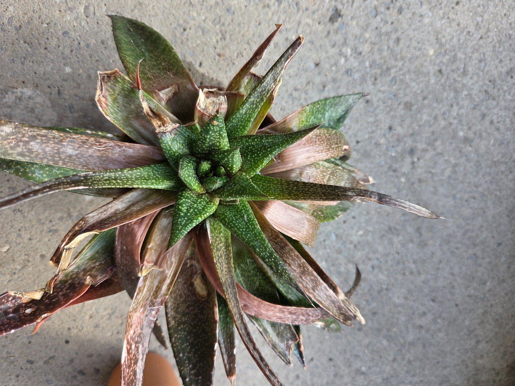 Piante & sementi: Aloe /Agave, versch.Pflanzen – Usato da Aarau venduto da Allerlei1978 1
