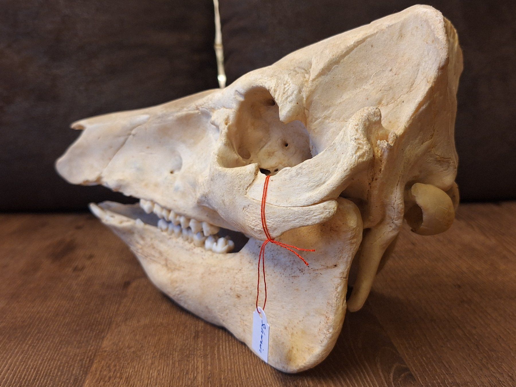 Monde des animaux: Schweineschädel – D'occasion à Widnau par skullcollector 3