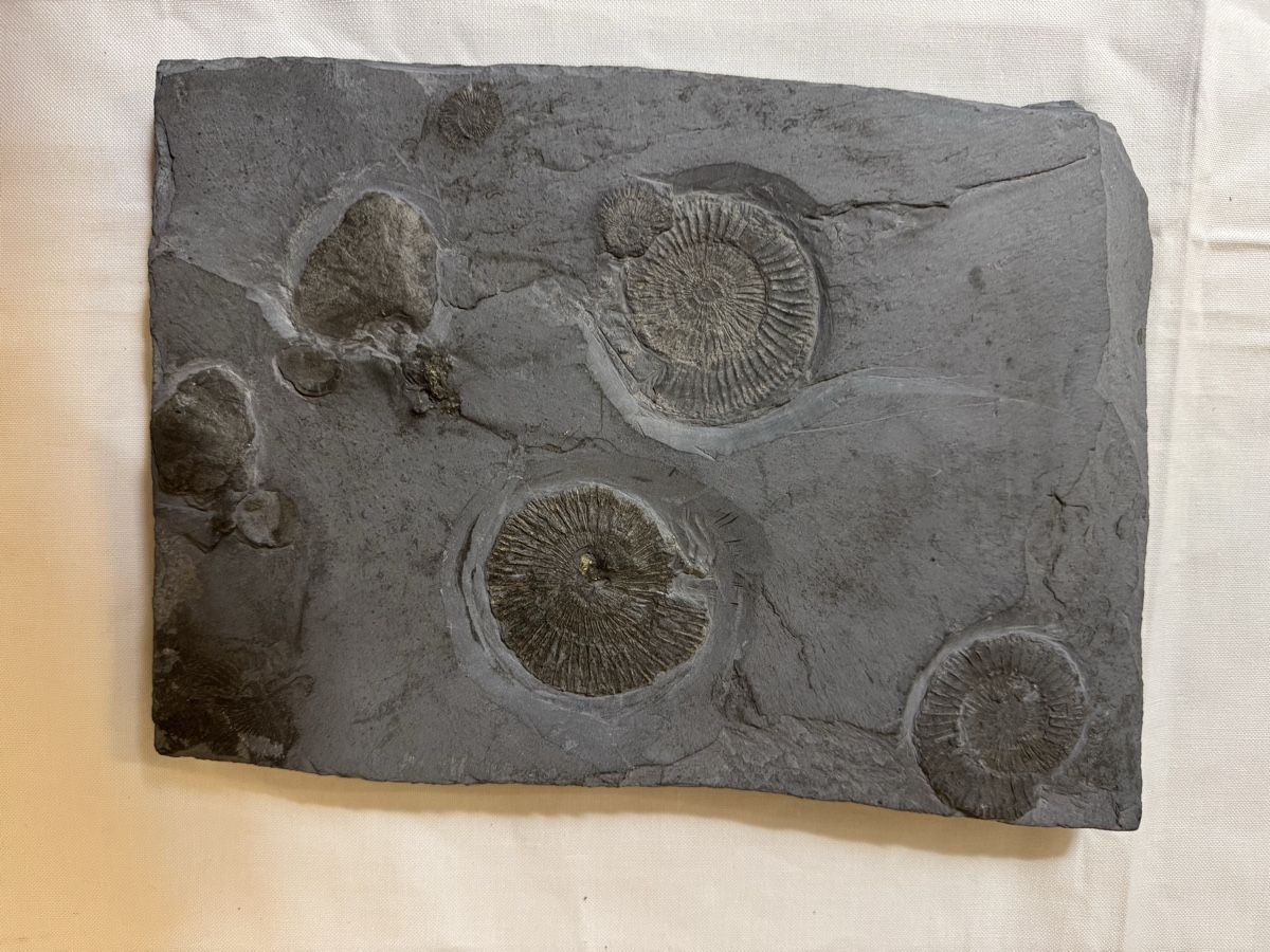 Fossili: Fossilienplatte – Usato da Gränichen venduto da onkel_xxl