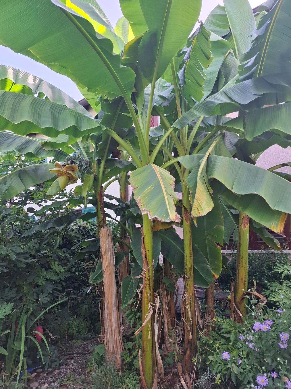 Plantes & graines: Pflanze winterharte Banane – D'occasion à Zürich par esap 3