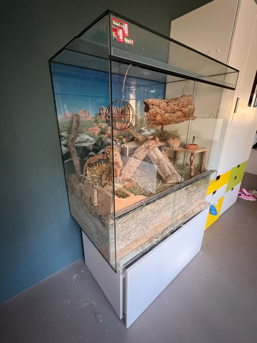 Terrario: Degu Terrarium Käfig aus Glas – Usato da Pfäffikon ZH venduto da Franziska77 1