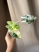 Alocasia Frydek variegated 