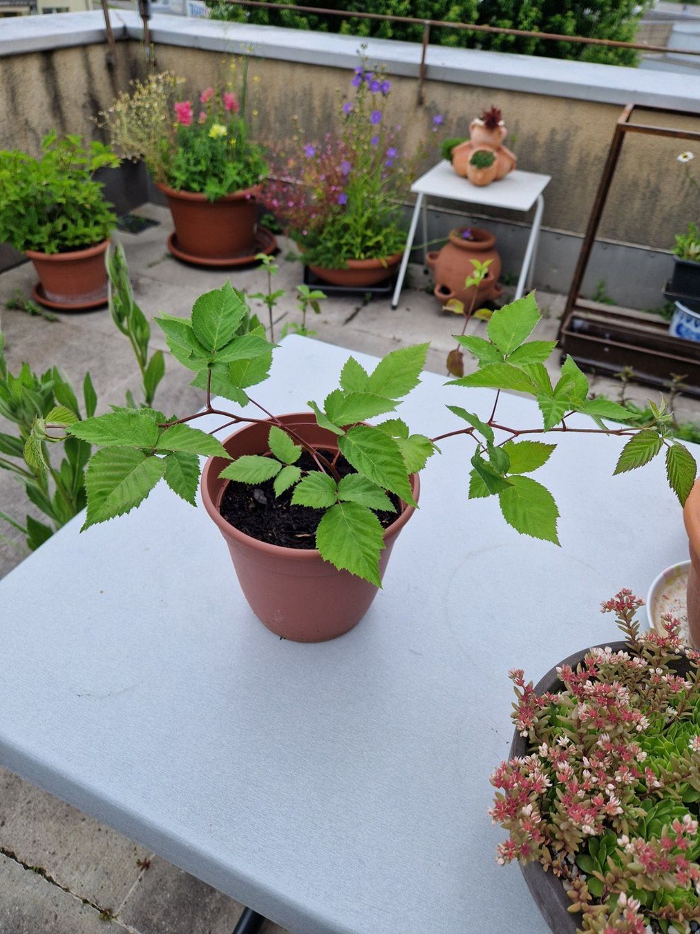 Piante & sementi: Balkon-/Gartenpflanze: Brombeere – Usato da Münchenbuchsee venduto da Aare22