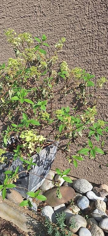 Pflanzen & Samen: Vier Hortensien – Gebraucht aus Madiswil von Oleander2 2