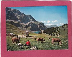 Berghaus Unterstaffel Bannalp Kühe 1971
