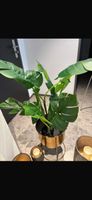 🌿 Monstera Kunstpflanze ohne Topf - Top Zustand!