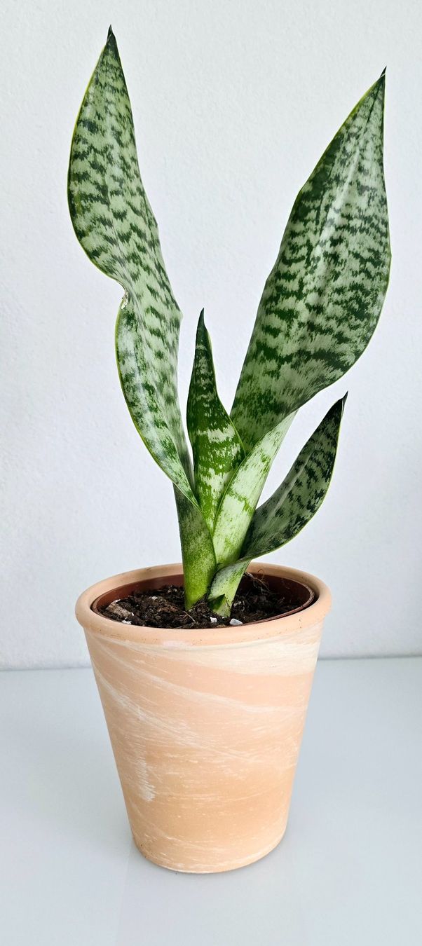Piante & sementi: Zimmerpflanze, Bogenhanf, Sansevieria, mit Topf – Nuovo (secondo la descrizione) da Aarburg venduto da Glitzerschein 4