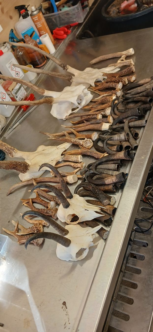 Altre raccolte & rarità: Geweih – Usato da Mollis venduto da Resel1985 1