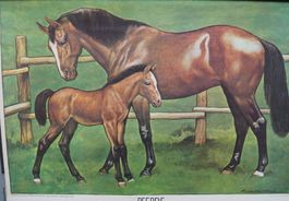 Vintage Schulwandbild „Pferde“ Fohlen Pferd Ross