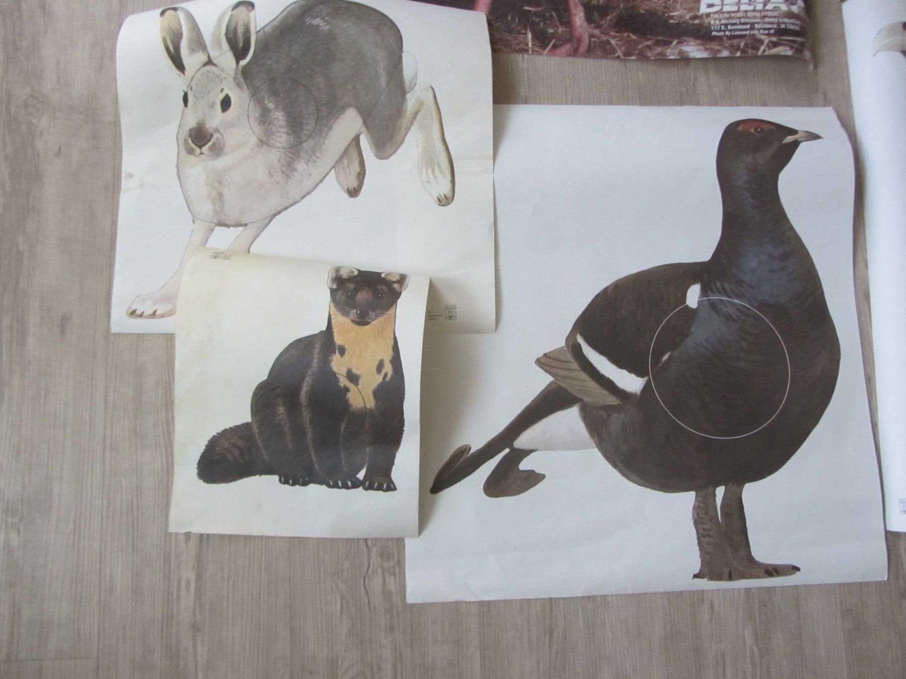 Bogenschiessen: Scheiben Auflagen Bogenschiessen Scheibenbild Diverse Tiere – Gebraucht aus Malters von moc_z8d9 4