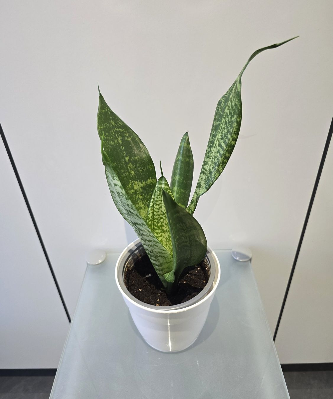 Pflanzen & Samen: Pflanze Sansevieria / Bogenhanf 39 cm – Gebraucht aus Oetwil an der Limmat von dhantal 1