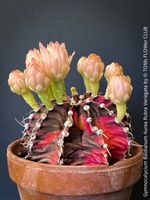 Gymnocalycium Baldianum Aurea Rubra Variegata - 1Blickfang