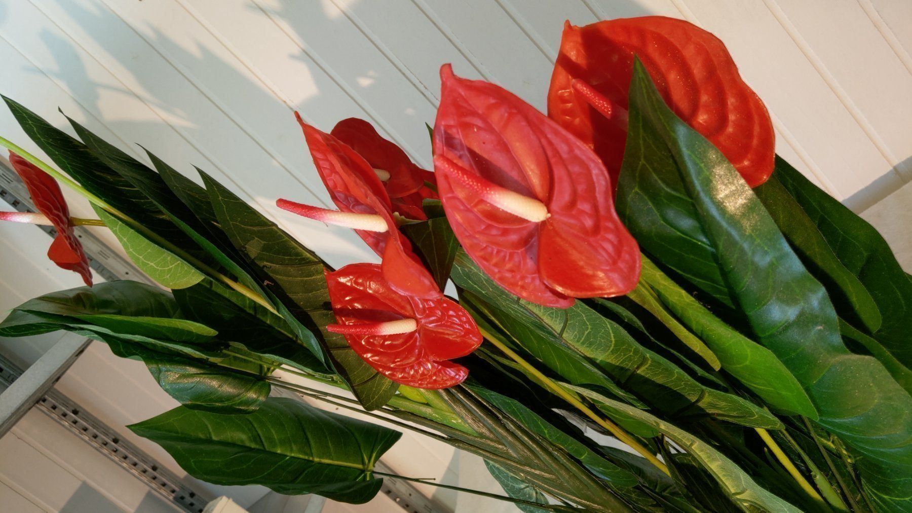 Piante & sementi: Decoflower Anthurium mit roten Blumen, 150cm – Nuovo (secondo la descrizione) da Däniken SO venduto da Profog1 2