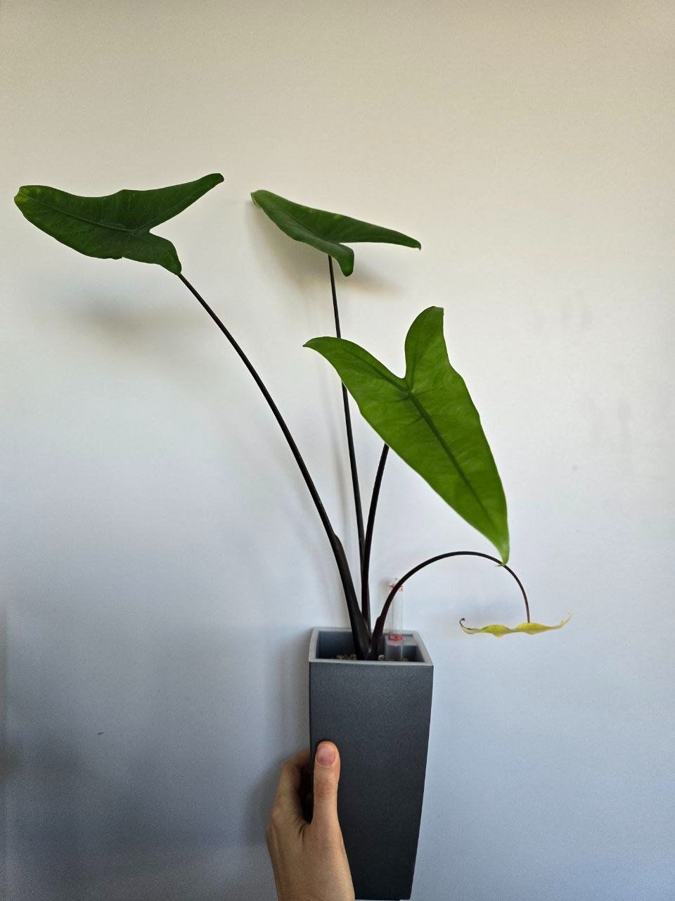 Piante & sementi: Alocasia Black Zebrina – Usato da Nidau venduto da lena_yellow 8