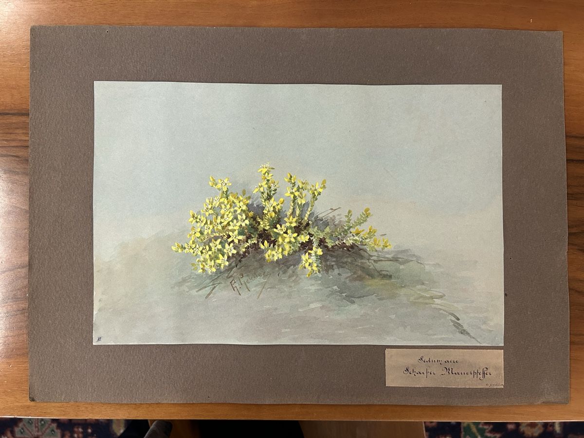 Posters & Illustrations: Blumen Bilder von B. Gender – D'occasion à Zürich par BashasBrockenhaus 2