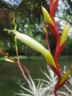 Piante & sementi: Tillandsia albida – Nuovo (secondo la descrizione) da Erlach venduto da Tobago25 2
