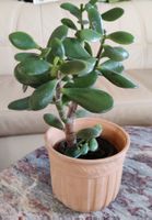 Geldbaum Dickblatt Crassula ovata Zimmer-Pflanze Pfennigbaum
