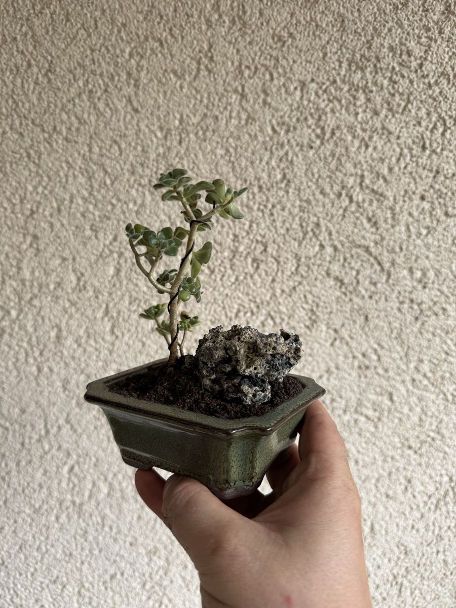 Piante & sementi: Kleiner Sukkulenten Bonsai – Usato da Rümlang venduto da Gruseh.ch 1