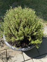 Kraut Thymian Topf guter Zustand