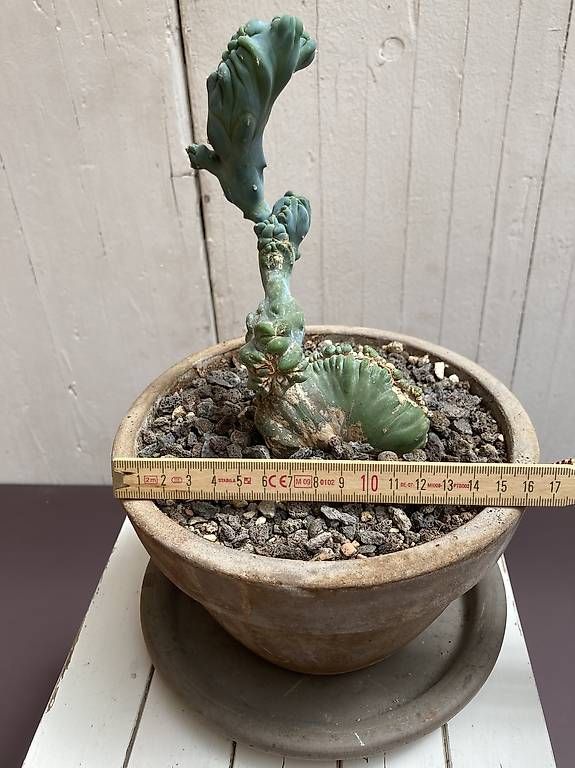 Pflanzen & Samen: Kaktus Myrtillocactus geometrizans crested & mostruosus – Gebraucht aus Liestal von PrebenZwei 1