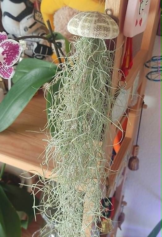 Piante & sementi: Luftpflanze Tillandsia usneoides mit Seeigel 2 – Nuovo e nell'imballaggio originale da Ebnat-Kappel venduto da Zearara 4