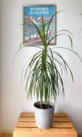 Drachenbaum Zimmerpflanze, 115 cm