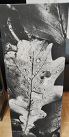 Grosses Wandbild Herbstblatt Schwarz Weiss Top Zustand!