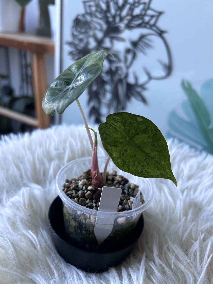 Piante & sementi: Alocasia Pink Dragon Aurea variegata  – Nuovo (secondo la descrizione) da Scherzingen venduto da Elefantenohr.ch
