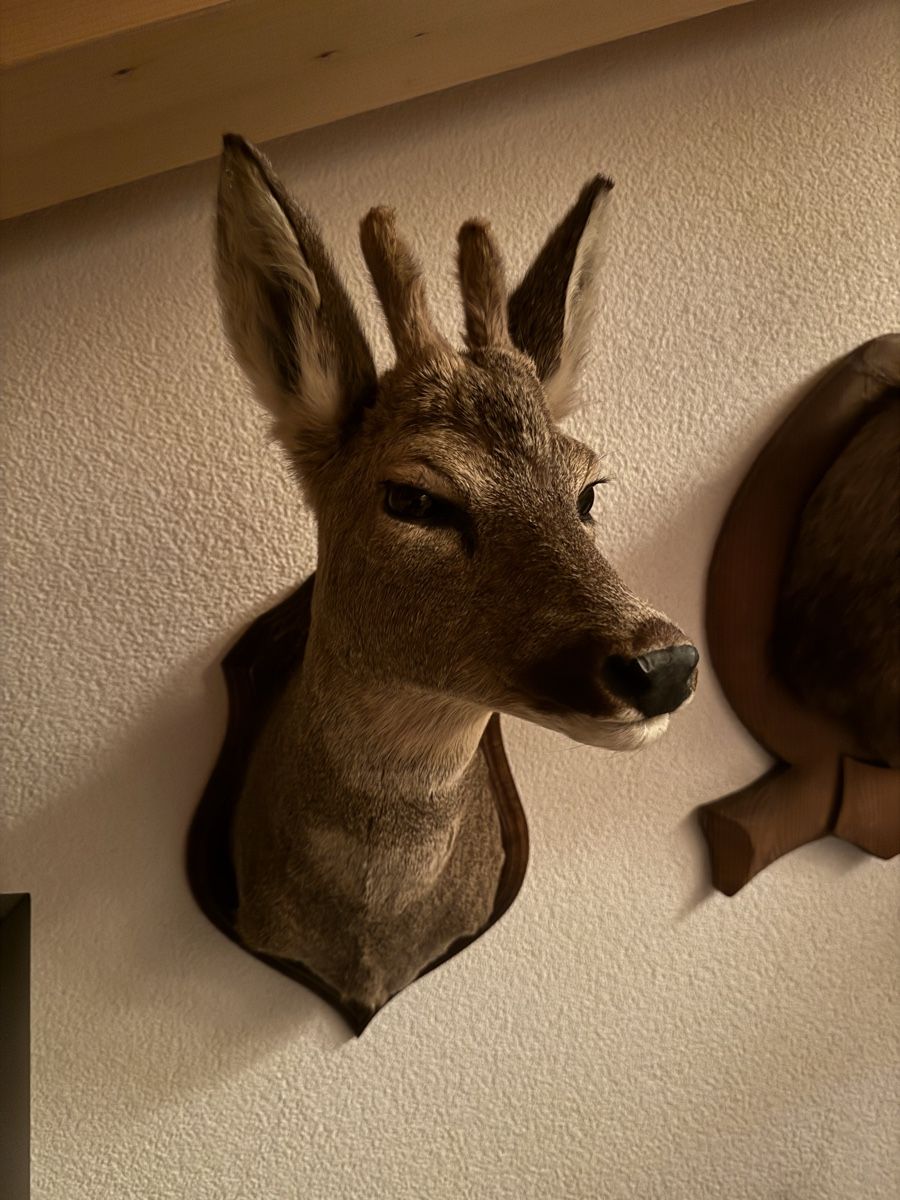 Il mondo degli animali: Chevreuils et chamois naturalisés – Usato da Versegères venduto da yan_d6g2 3
