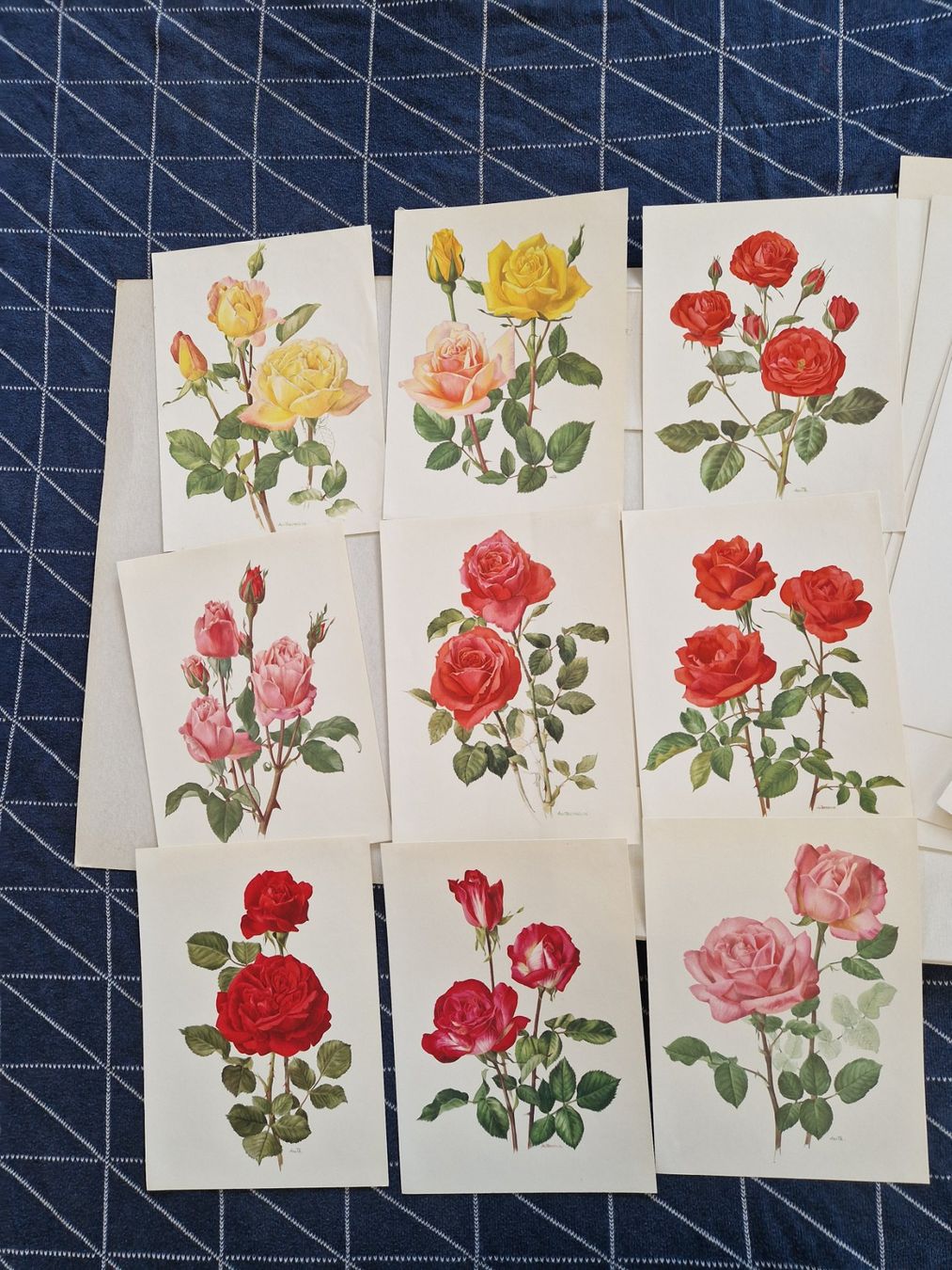 Foto & Immagini: Grosse Mappe mit Drucken - Rosen – Usato da MUEHLAU venduto da ibo_5c7d 4