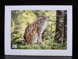 MIGROS MANIA Nature Detectives Nr. 26