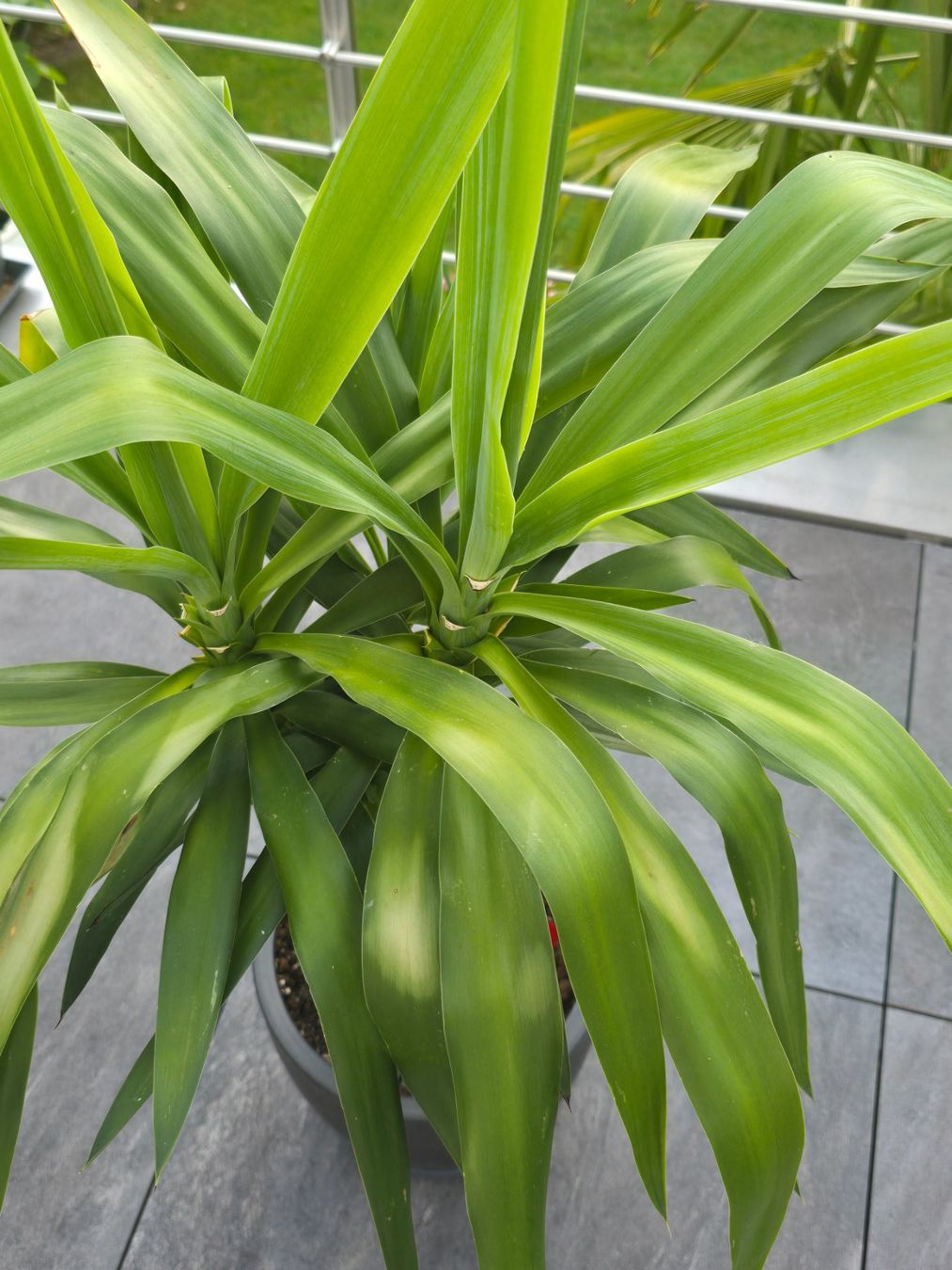 Plantes & graines: Prächtige Yucca-Palme – D'occasion à Aarburg par Glitzerschein 5