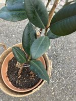 Gummibaum gross (ca 1m)