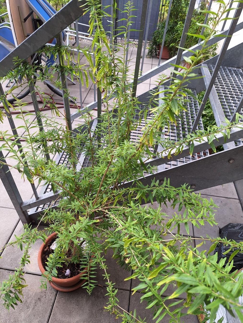 Piante & sementi: Kaugummistrauch (Lippia polystacha) – Usato da Luzern venduto da Heugaerten 1