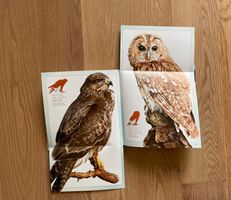 Buch über einheimische Vögel - Wer ist hier der Grösste?