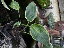Hosta irish eyes