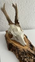 Dekorativer Rehbock-Schädel auf Holzbrett