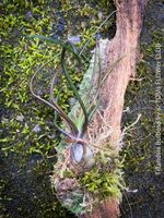 Tillandsia Bulbosa - Luftpflanze zum Aufhängen