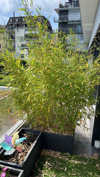 cactus d Senita Cactus For Sale | Tall Cactus Senita Plant| Cactus Outlet